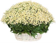Цветочная композиция из Ромашки в корзине #REPLACE_PRED# Заречном Свердловской области